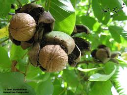 گردوشهمیرزاد