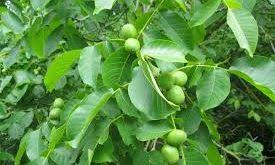 گردو اسرائیلی