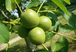 فروشنده گردو چندلر