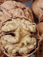مرکز پخش گردو چینی ممتاز