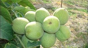 نرخ روز گردو