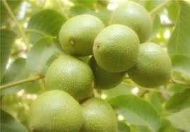 نرخ پوست گردو سبز