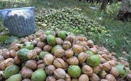 گردو مازندران