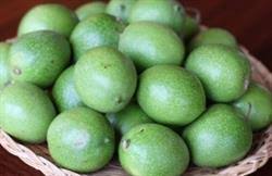 نمایندگی گردو