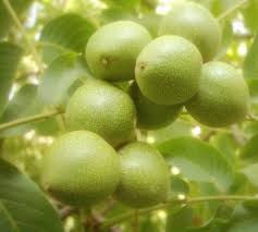 گردو خوشه ای