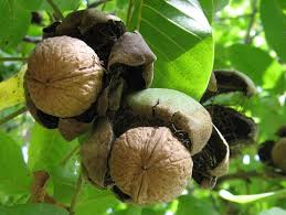 عرضه انواع گردو