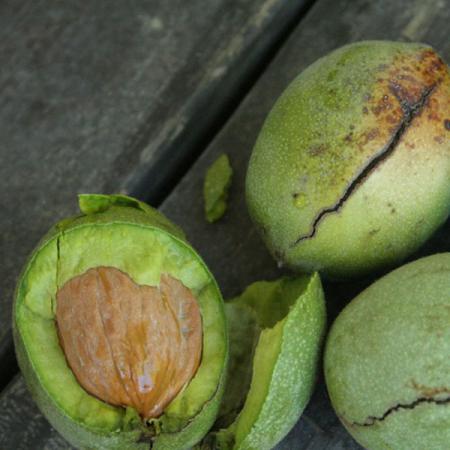 گردو پوست سبز