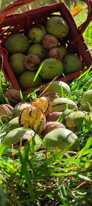 گردو پوست سبز