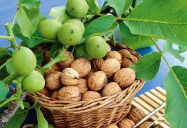 گردو اصلاح شده