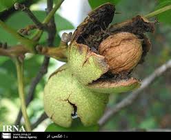 گردو شهمیرزاد