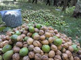 گردو فیروزکوه