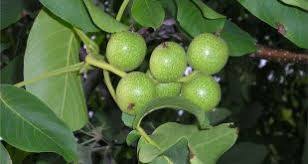 گردو خوشه ای