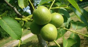گردو خوشه ای