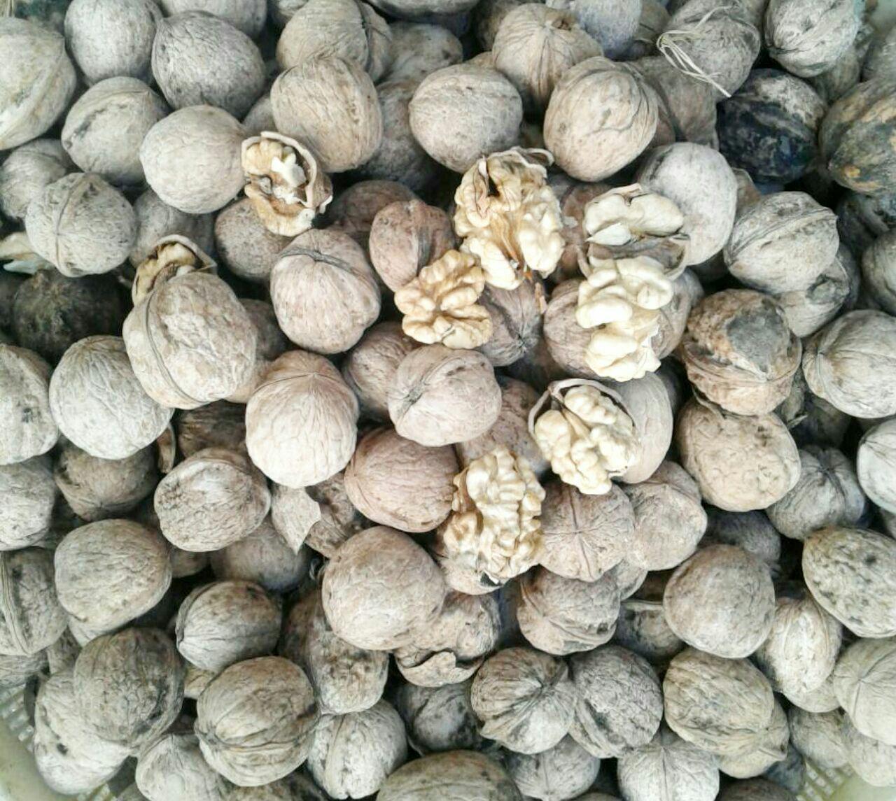 گردوی افغانی مرغوب