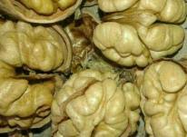 گردوی مرغوب تویسرکان