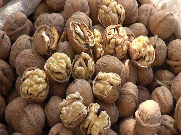 سایت پخش عمده انواع گردو فله ای ارزان