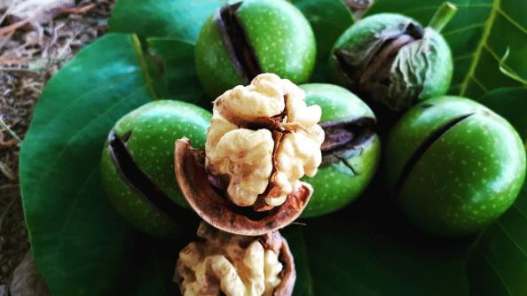 نمایندگی پخش و فروش بهترین گردو تویسرکان