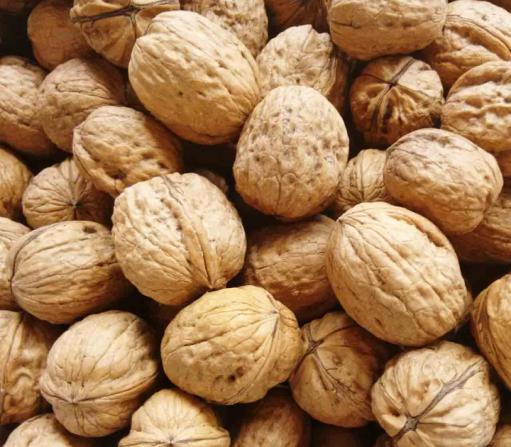 انواع گردو را بهتر بشناسید