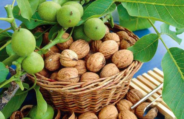 تفاوت عمده گردو خارجی با ایرانی در چیست؟