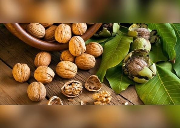 صادرات عمده گردو به کشور های خارجی