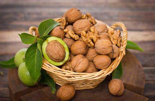 نمایندگی پخش مستقیم گردو ارزان قیمت در کشور