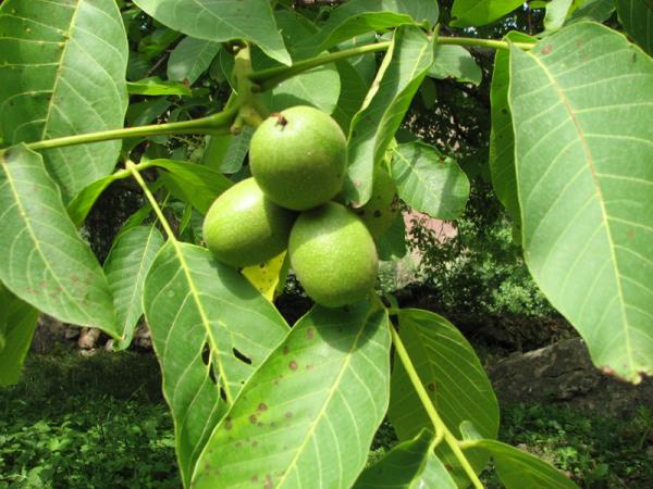 بزرگترین مرکز خرید و فروش انواع گردو تویسرکان