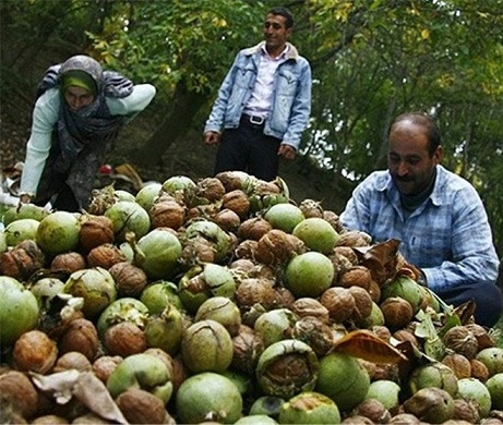 فروش گردو با پوست