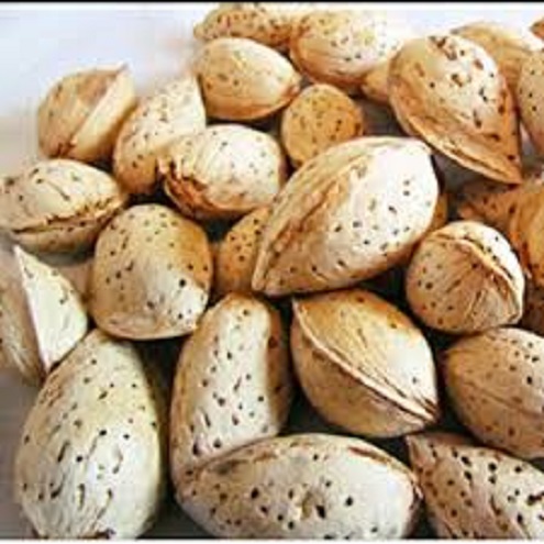 خرید بادام خشک