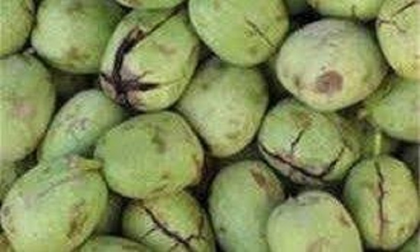 خرید گردو پوست سبز