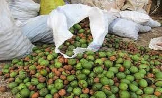 فروش گردو سبز