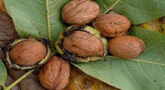 خرید گردو سوزنی