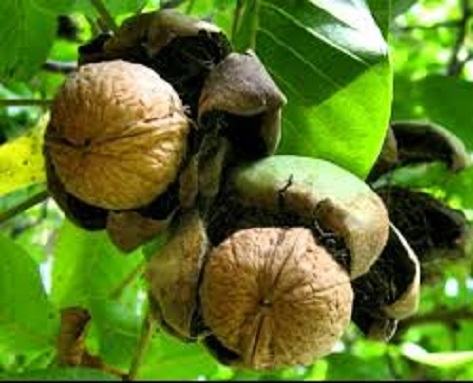 قیمت گردو پوست کاغذی