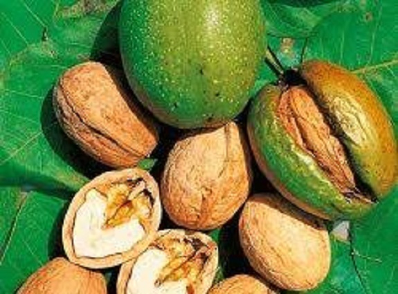 گردو سبز
