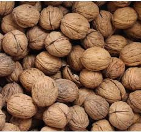 فروش گردو پوست کاغذی