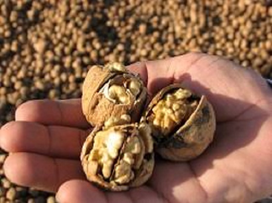 قیمت گردو بدون پوست