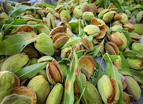 قیمت بادام سبز