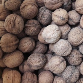 خرید گردو  فسنجانی