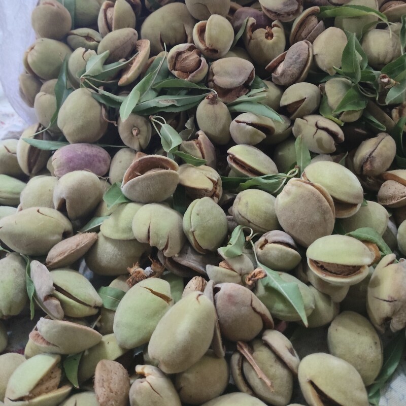 بادام کاغذی تازه