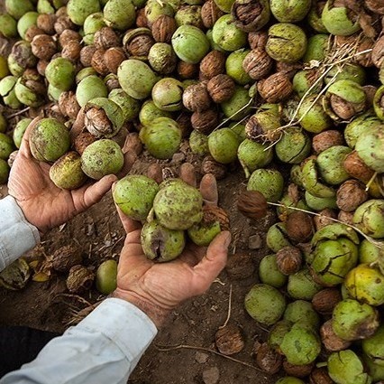 قیمت گردو تازه ۱۴۰۳