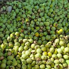 فروش گردو تازه