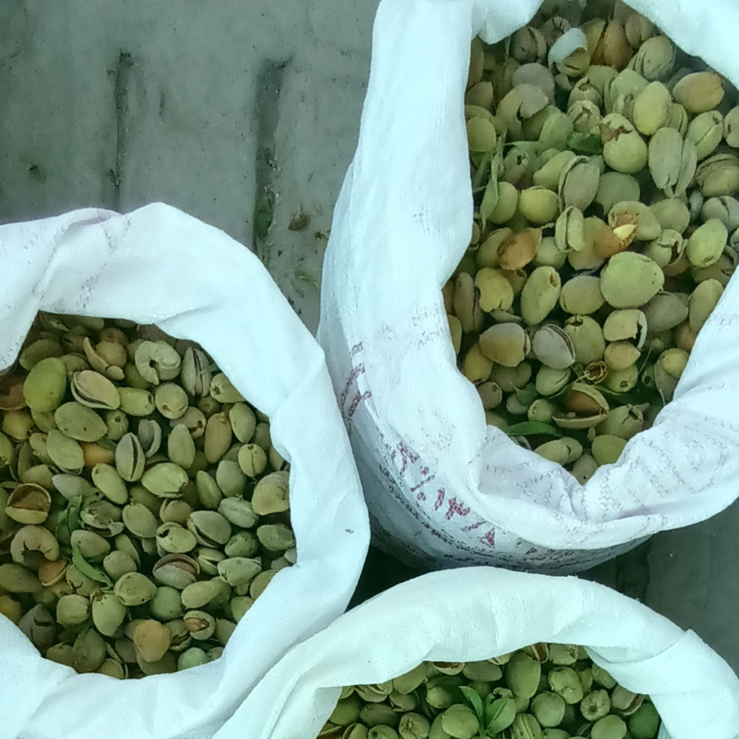 بادام کاغذی تازه