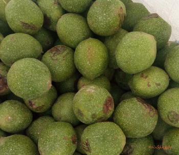 قیمت گردو تازه ۱۴۰۳