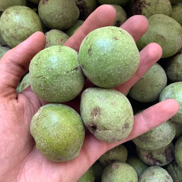 خرید گردو تازه