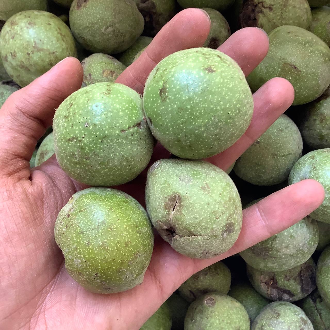 خرید گردو تازه