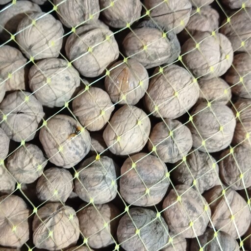 خرید گردو فسنجانی