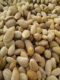 فروش بادام سنگی