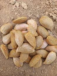 فروش بادام سنگی