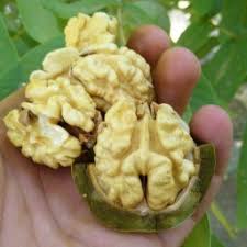 فروش گردو تازه