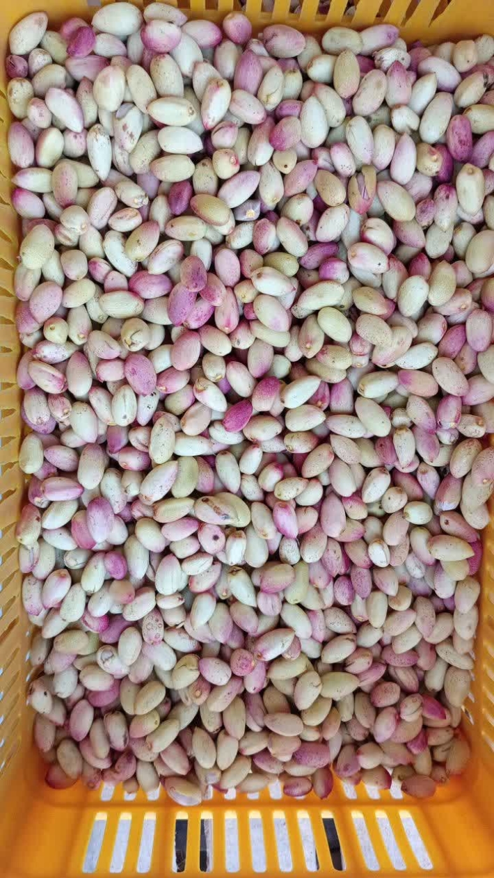 فروش پسته تازه