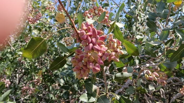 خرید پسته تازه